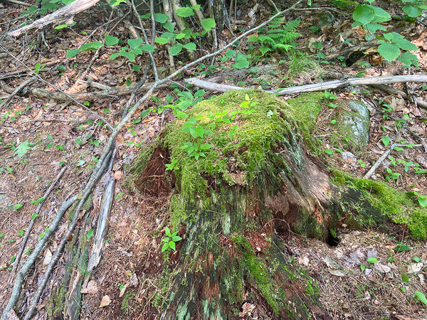 Stump
