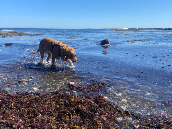 Seaweed