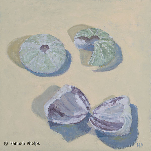 An oil painting of sea urchin shells by New Hampshire artist Hannah Phelps