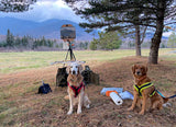 Goldens helping New England artist Hannah Phelps paint in the White-Mountain National Forest